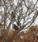 AMERICAN ROBIN